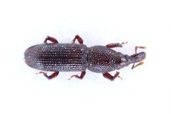 Euophryum confine
