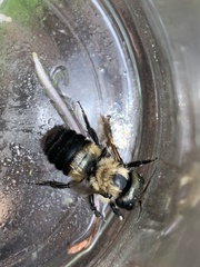 Osmia bucephala
