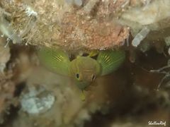 Priolepis aureoviridis