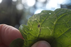 Phytomyza syngenesiae