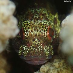 Sebastapistes coniorta