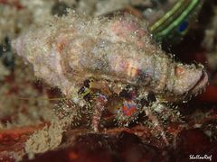 Dardanus sanguinocarpus