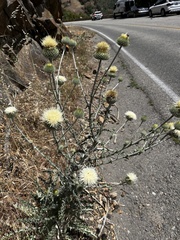 Cirsium cymosum