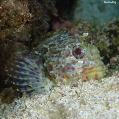 Sebastapistes ballieui