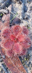 Drosera whittakeri