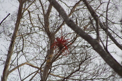 Tillandsia roland-gosselinii