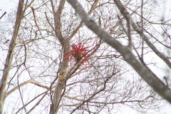 Tillandsia roland-gosselinii
