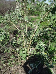 Malacothamnus fremontii