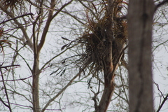 Tillandsia roland-gosselinii