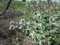Malacothamnus fremontii