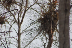 Tillandsia roland-gosselinii
