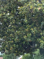 Magnolia grandiflora
