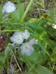 Phacelia purshii
