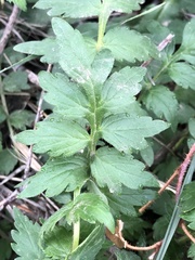 Hydrophyllum fendleri