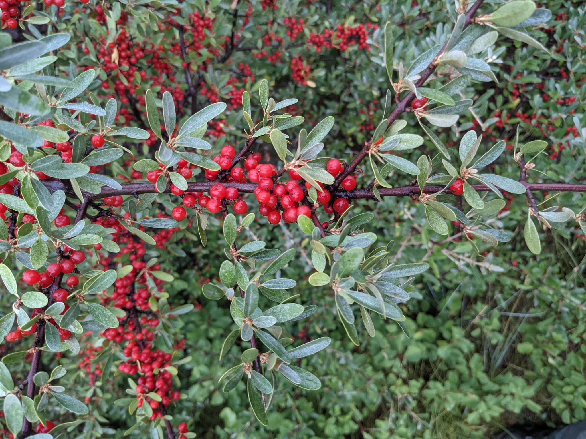 Shepherdia argentea