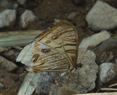Morpho sulkowskyi