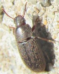 Blapstinus