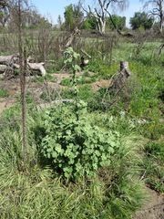 Malacothamnus fremontii