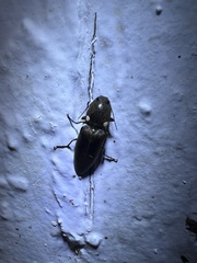 Ignelater havaniensis