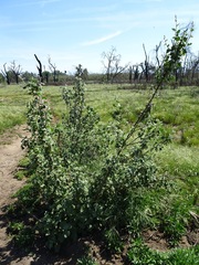 Malacothamnus fremontii