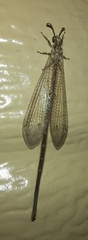 Peruveleon dorsalis