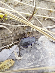 Carabus serratus