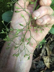 Micranthes micranthidifolia