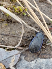 Carabus serratus
