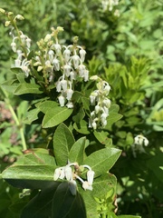 Leucothoe davisiae