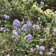 Ceanothus parvifolius
