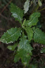 Senecio biserratus