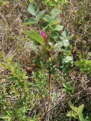 Rosa acicularis
