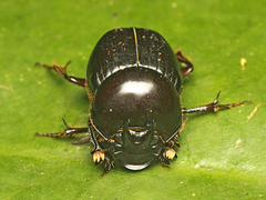 Onthophagus neostenocerus