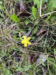 Ranunculus rhomboideus