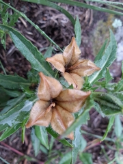 Angiospermae