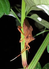 Melucha quadrivittis