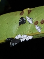 Membracis caquetensis