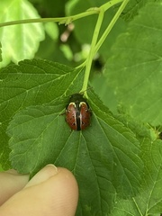 Calligrapha spiraeae