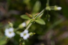 Cerastium nutans