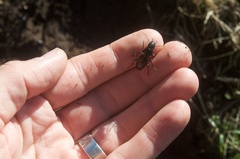 Oregus aereus