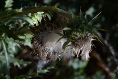 Carduus nutans