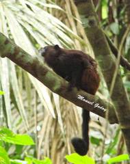 Saguinus weddelli weddelli