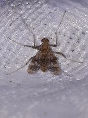 Psectrotanypus dyari