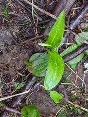 Erythronium montanum
