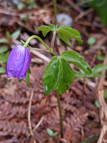Anemone oregana, photograph 1
