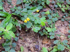 Chamaecrista rotundifolia