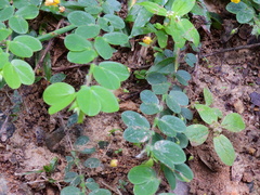 Chamaecrista rotundifolia