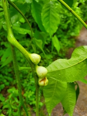 Phylloxera caryaemagna