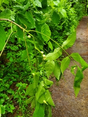 Phylloxera caryaemagna