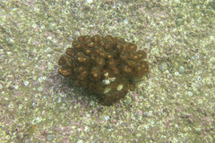 Pocillopora aliciae